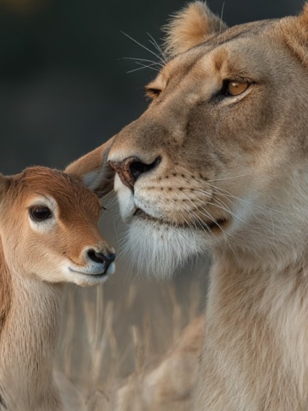 Löwin adoptiert Antilopenkälbchen