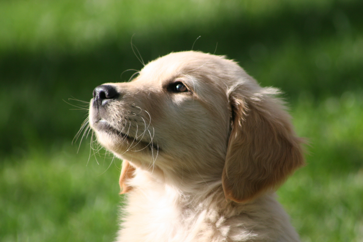 Ein Golden-Retriever-Welpe auf einer Wiese.