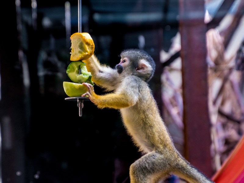 Ein Affe frisst Früchte von einem Spieß