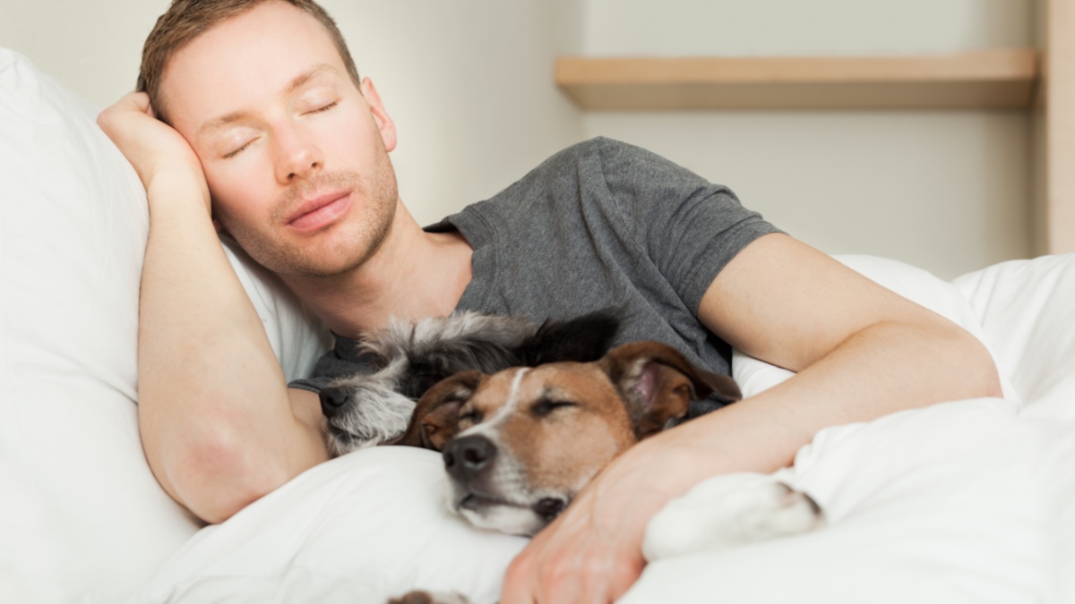 Hundebesitzer im Bett mit zwei süßen Hunden, die alle schlafen.