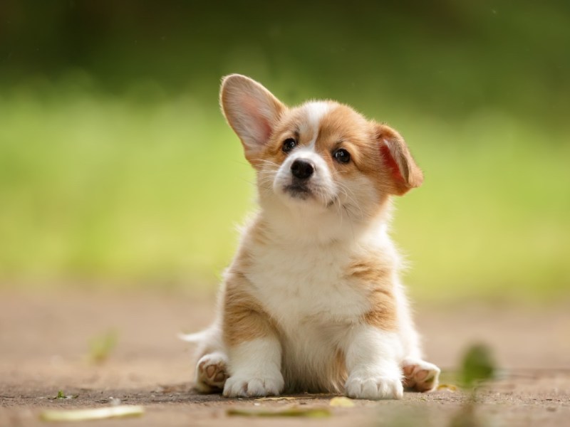 Ein süßer Corgi-Welpe sitzt auf einer Wiese.