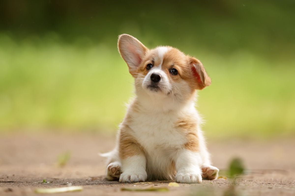 Ein süßer Corgi-Welpe sitzt auf einer Wiese.