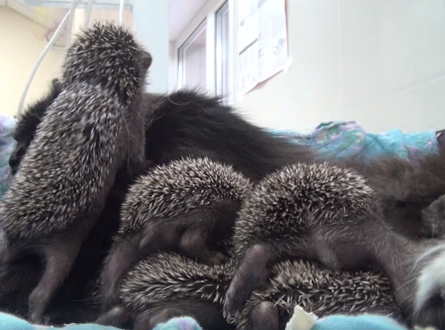 Igel-Babys klettern auf eine schwarze Katze.