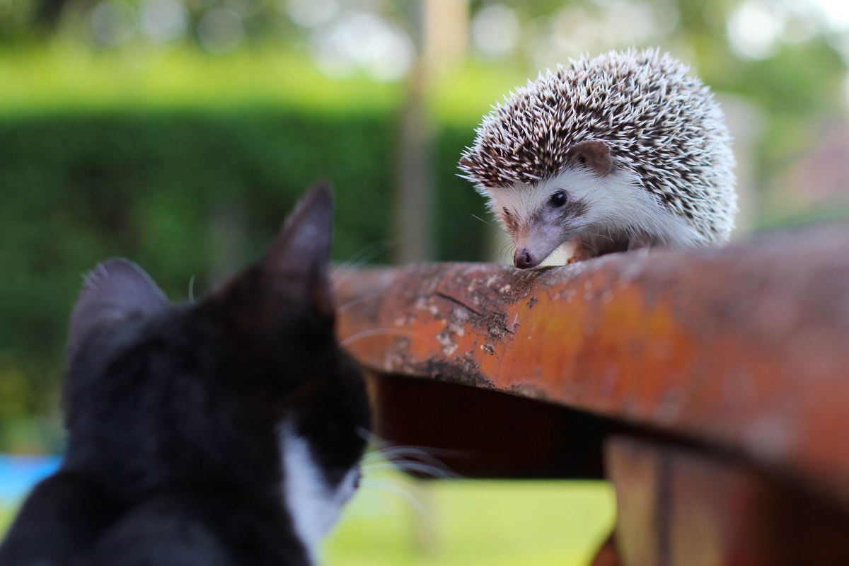 Eine schwarze Katze beobachtet ein Igel-Baby in einem Garten.