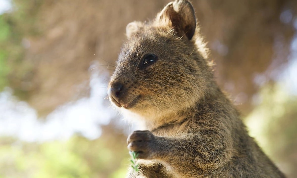 Ein Foto von einem Quokka.