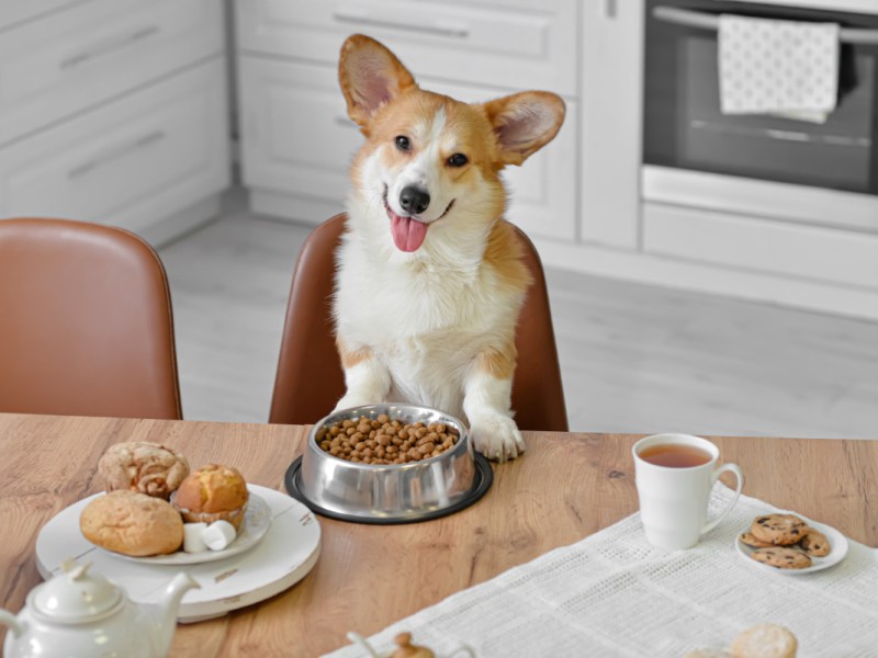 Ein Corgi sitzt an einem Küchentisch beim Frühstück vor seinem Futternapf.