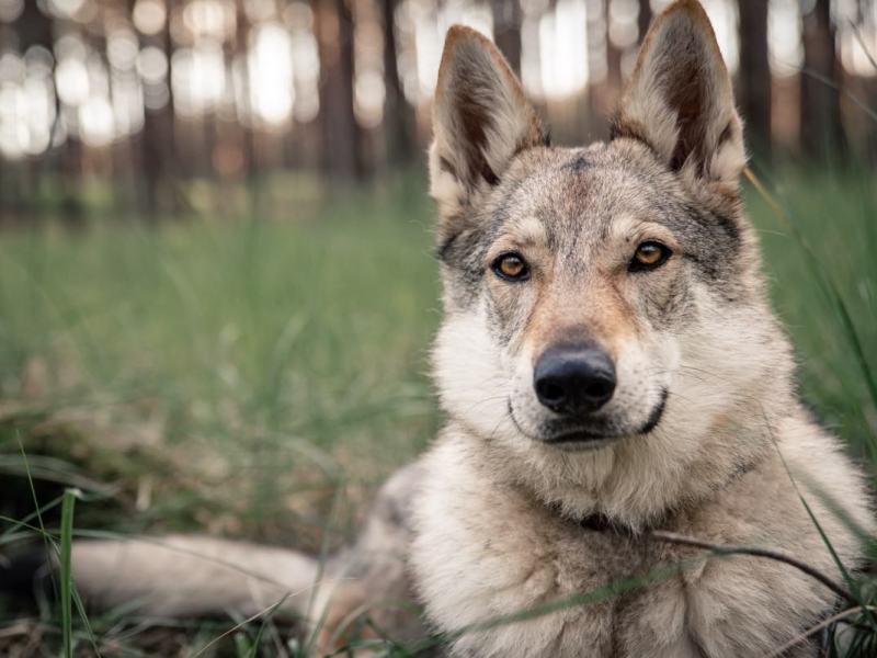 Ein Schäferhund-Husky-Mischling liegt auf einer Wiese.