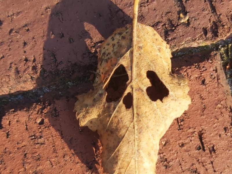 Ein vertrocknetes Blatt von einem Baum mit Totenkopfmuster.