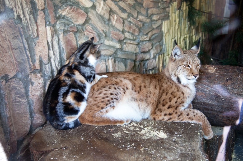 Eine Katze und ein Luchs sitzen zusammen in einem Gehege eines Zoos.