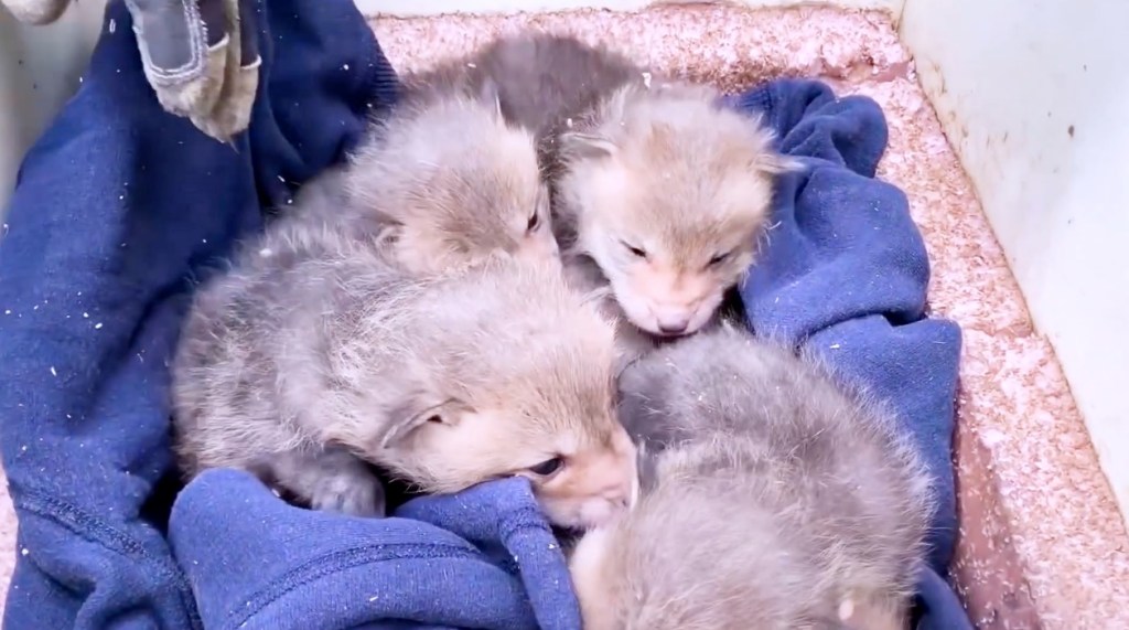 Sieben Fuchs-Babys warten auf ihre Mutter.