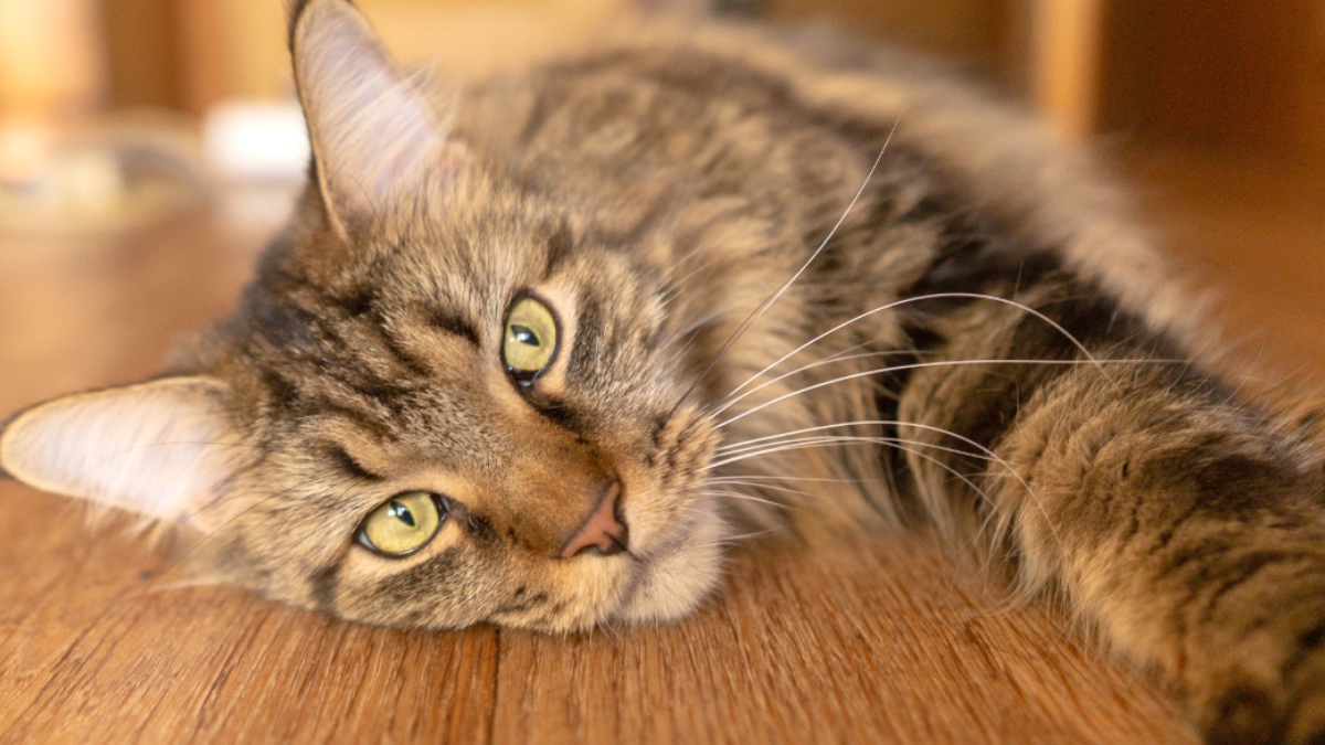 Maine-Coon-Katze mit grünen Augen liegt auf einem Holzboden.