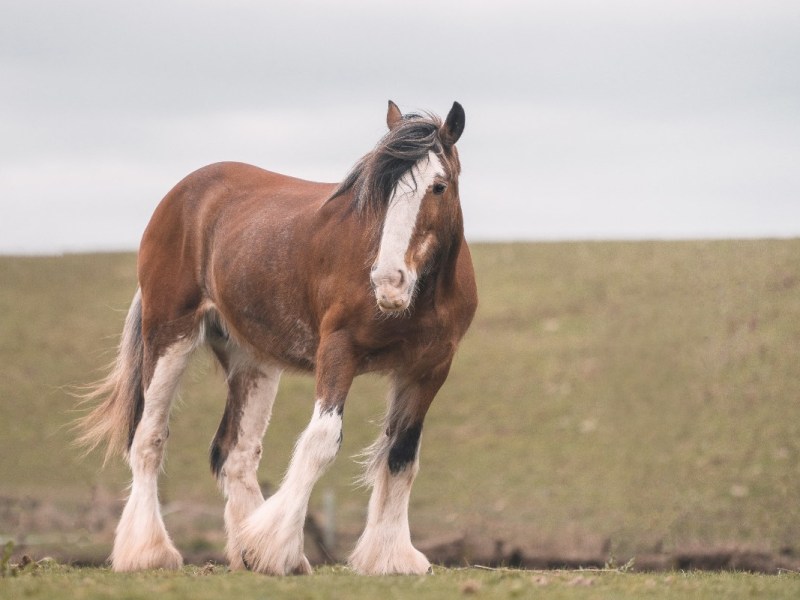 Ein Pferd auf einer Weide.