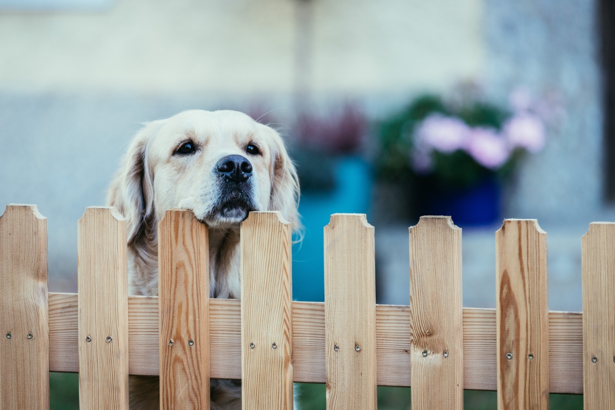 Ein Bild von einem golden Retriever, der über einen Zaun schaut.