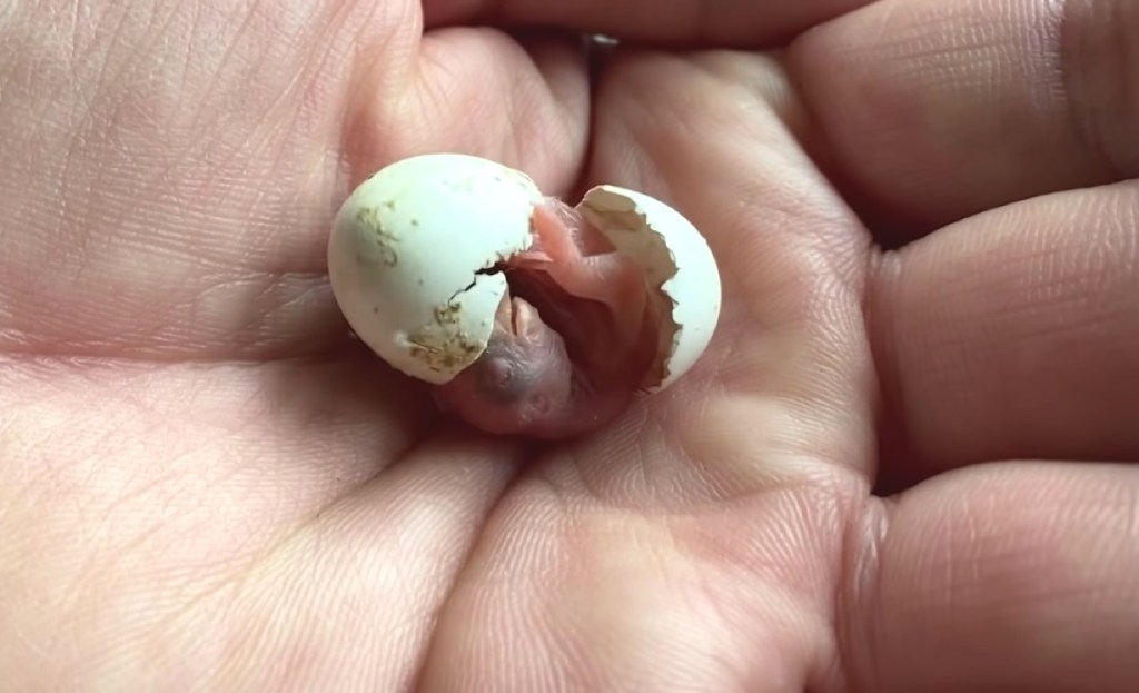 Ein Vogelbaby schlüpft aus einem Ei, das in der Hand eines Mannes liegt.