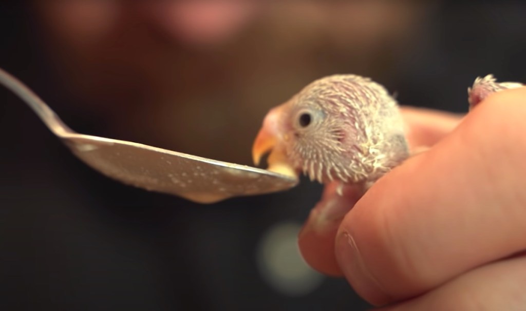 Ein Mann füttert ein Vogelbaby mit einem Löffel.