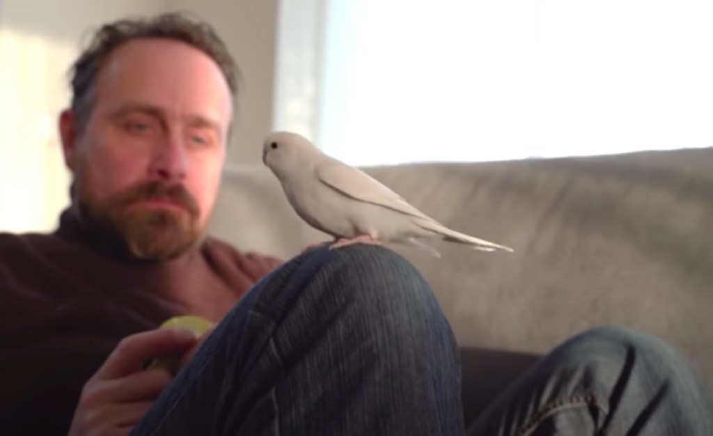 Ein Vogel sitzt auf dem Knie eines Mannes, der auf einer Couch sitzt.