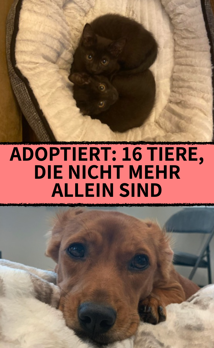 16 schöne Fotos von glücklichen adoptierten Tieren