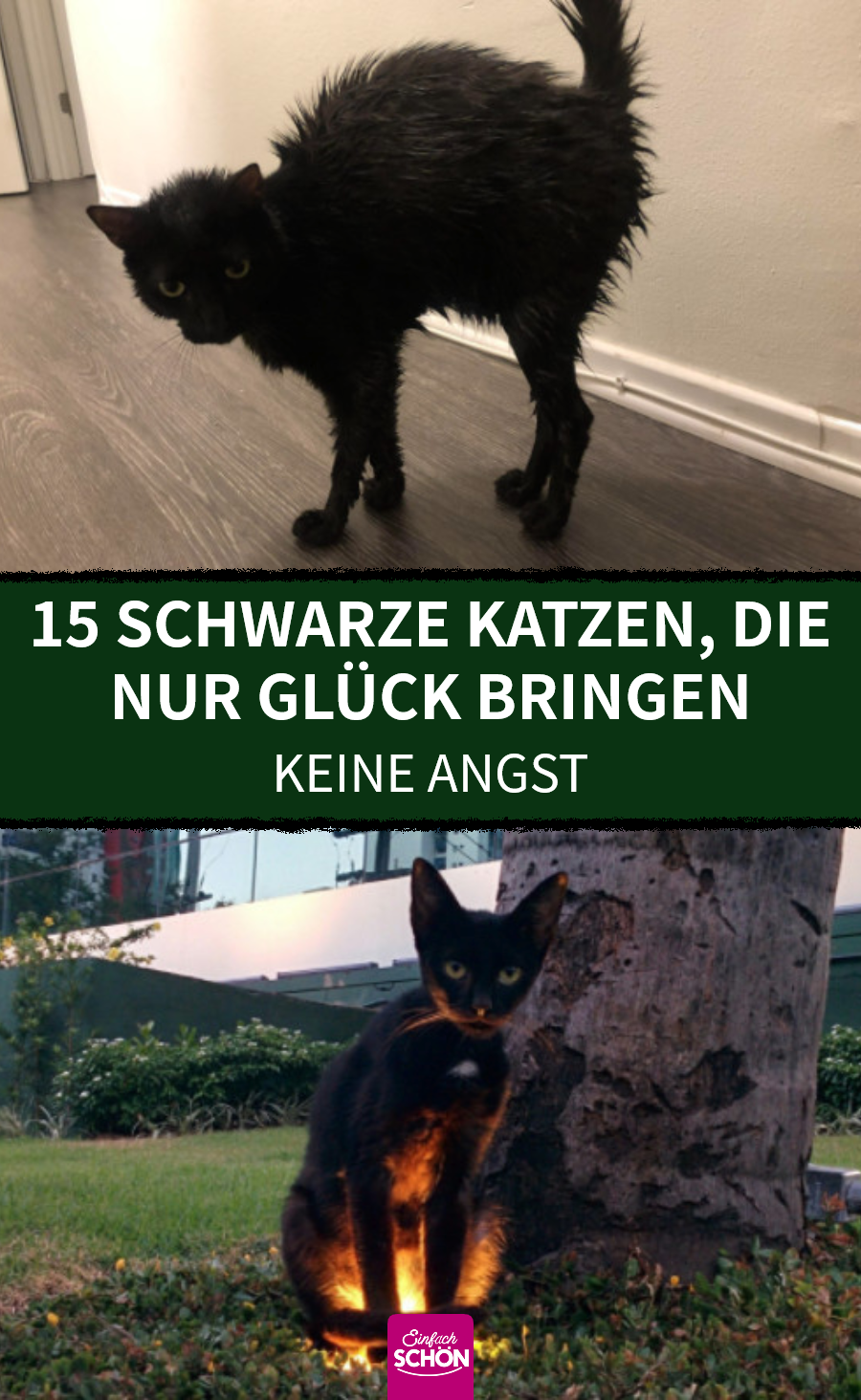 Schwarze Katzen verdienen auch schöne Bilder