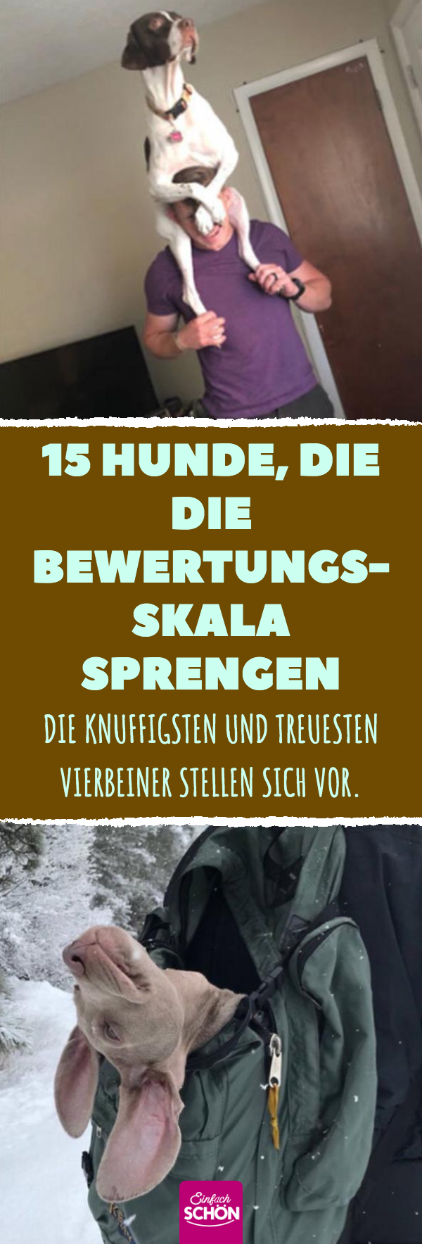 15 lustige Hunde, die auf Twitter bewertet wurden