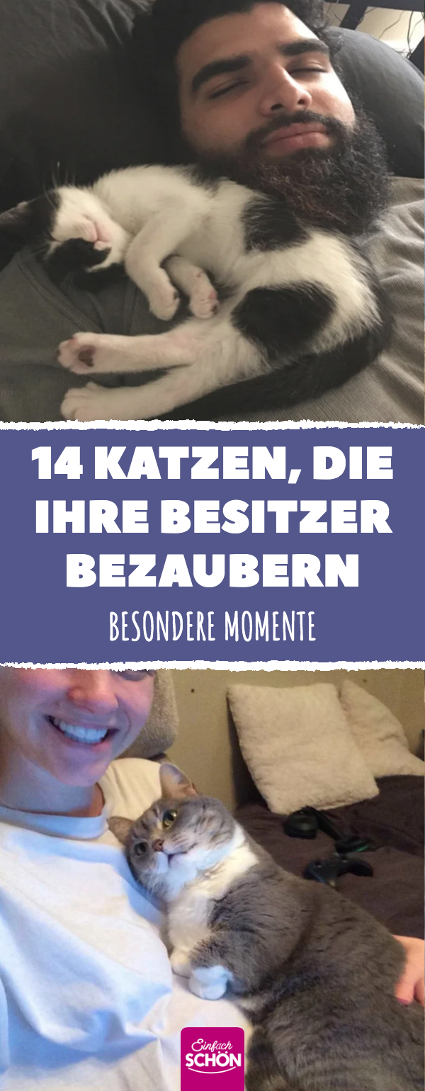 Katzen, die so süß sind, dass sie ihre Menschen entzücken