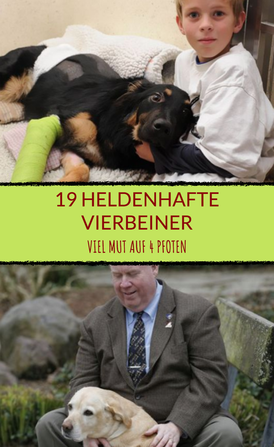 Tierbilder: 19 Bilder von Hunden, die echte Helden sind