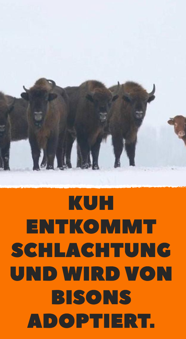 Kuh entkommt Schlachtung und wird von Bisons adoptiert