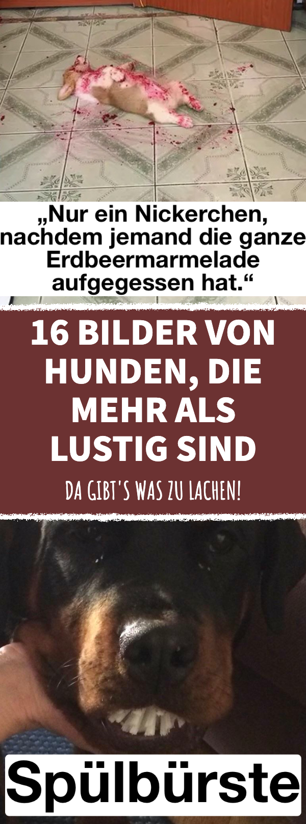 15 Bilder von Hunden, die mehr als lustig sind