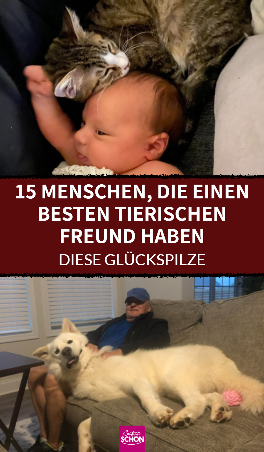 Tiere, die beste Freunde mit ihrem Lieblingsmenschen sind