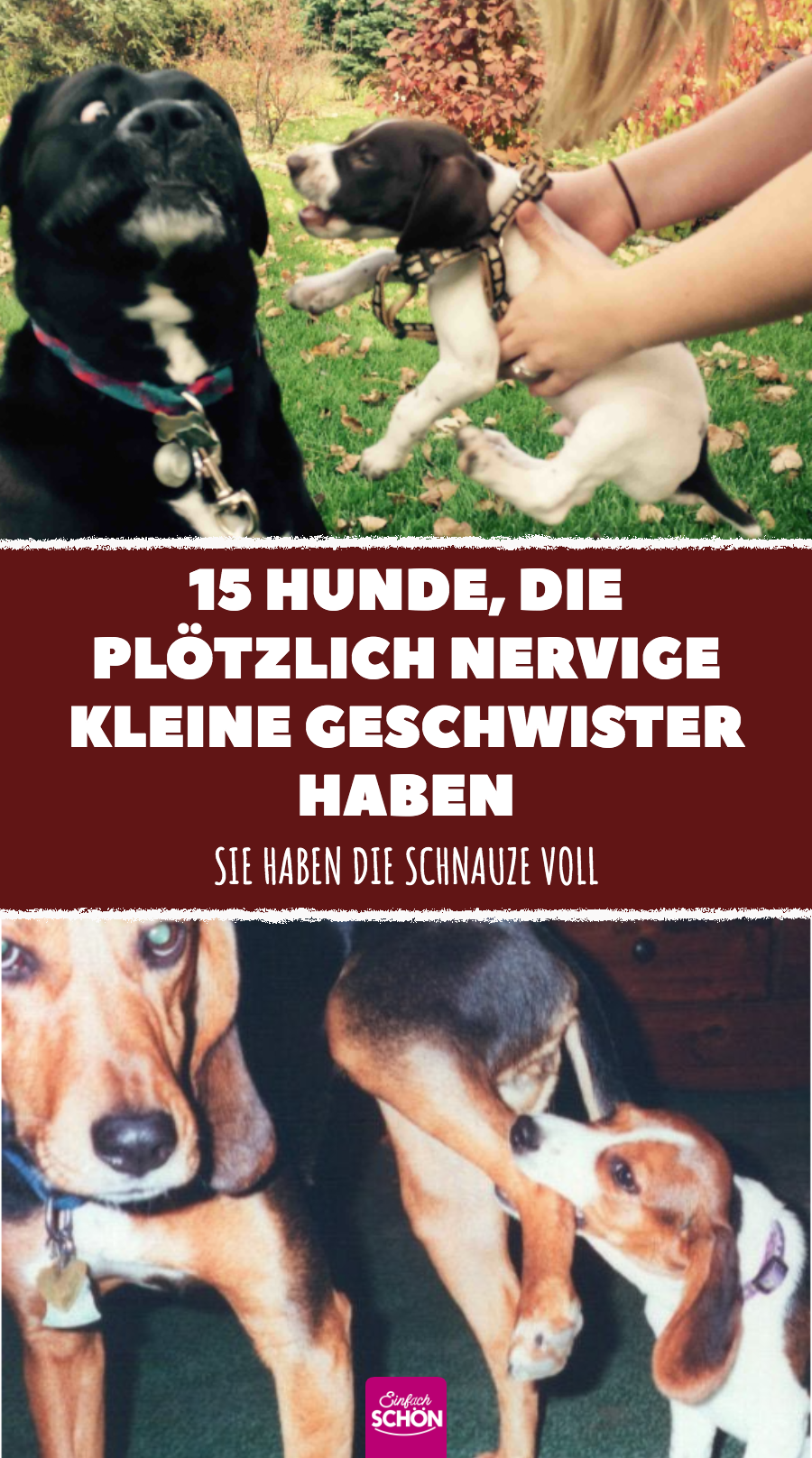 15 Hunde, die nicht begeistert von dem neuen Welpen sind