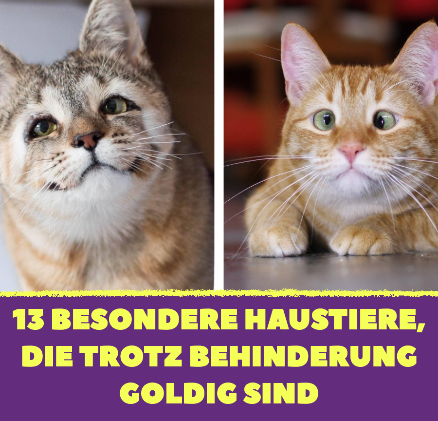 13 Haustiere, die keiner haben wollte