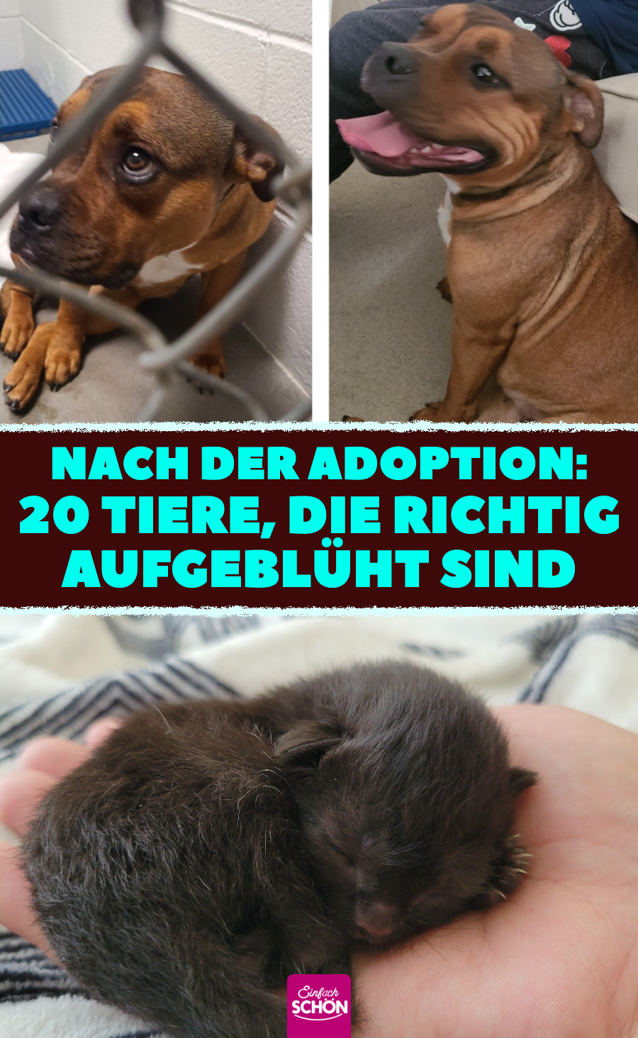 Nach Adoption: 20 niedliche Bilder von Hunden und Katzen