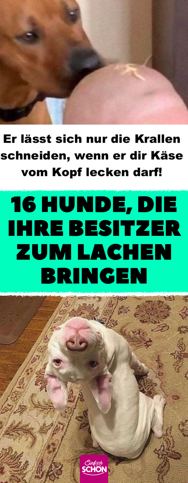 Lustige Hundebilder: 16 Besitzer lachen über ihre Hunde