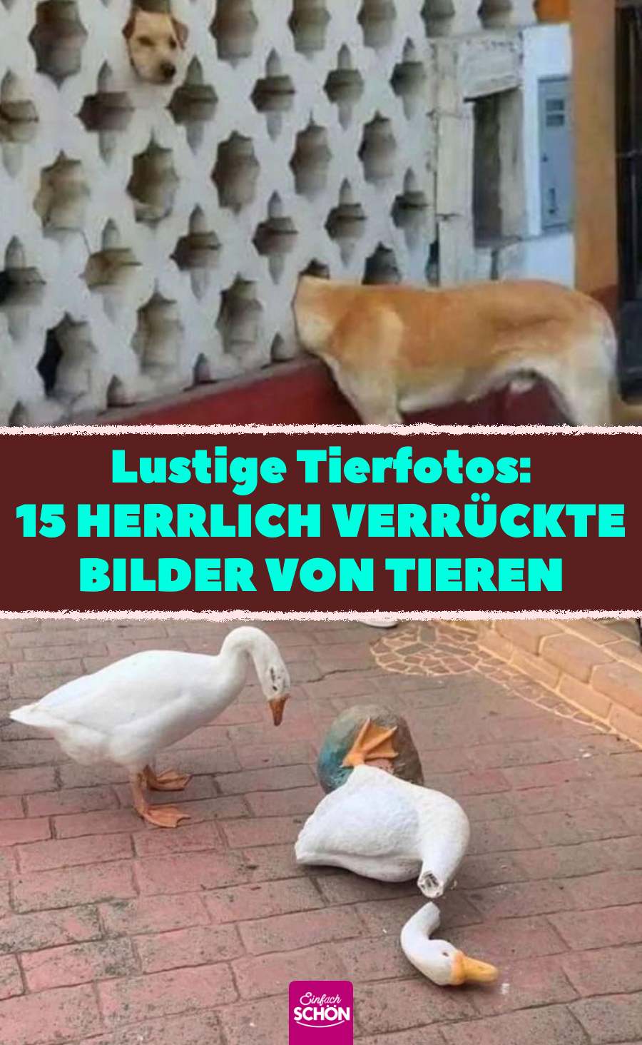 Lustige Tierfotos: 15 lustige Bilder von Tieren