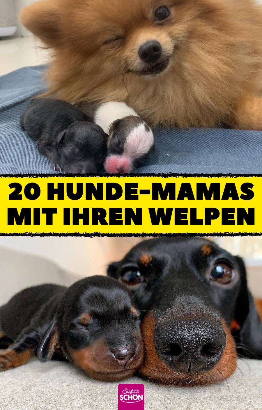 20 Hunde-Mamas, die stolz wie Oskar sind