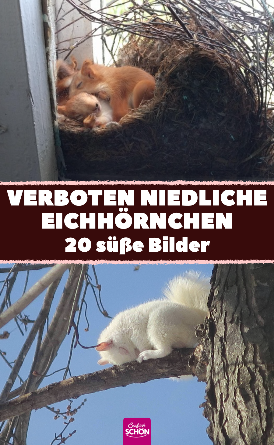 Lustige Bilder für Tierfreunde: 20 süße Eichhörnchen