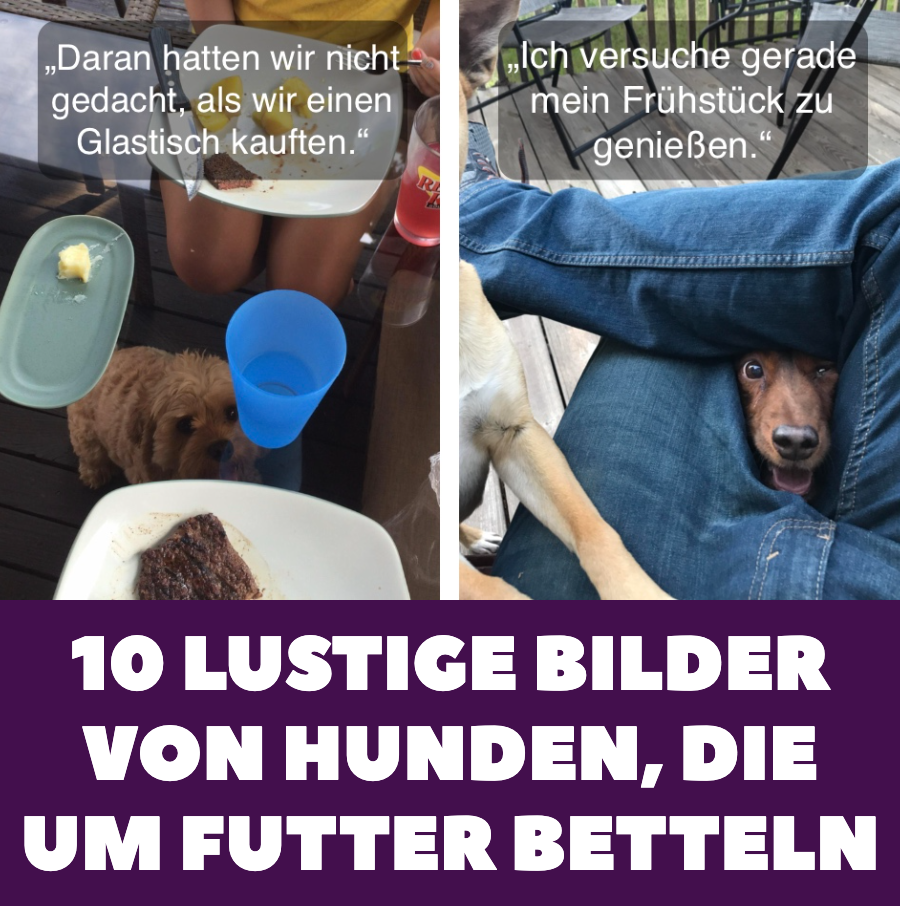 10 lustige Bilder von Hunden, die um Futter betteln