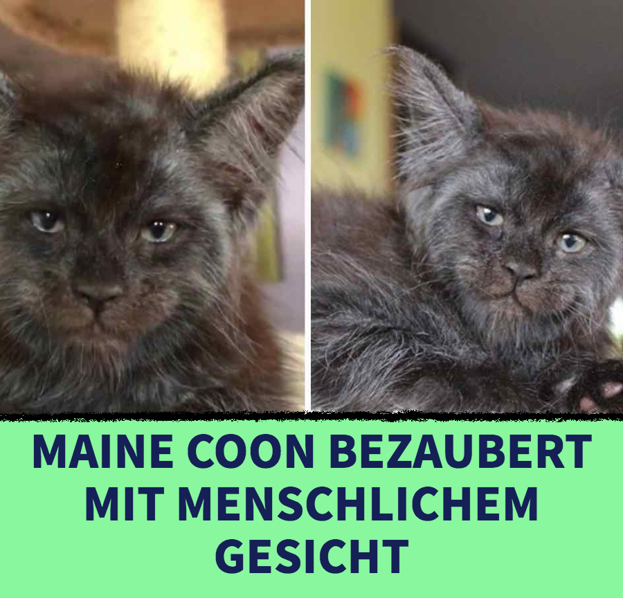 Maine Coon Valkyrie bezaubert mit menschlichem Gesicht