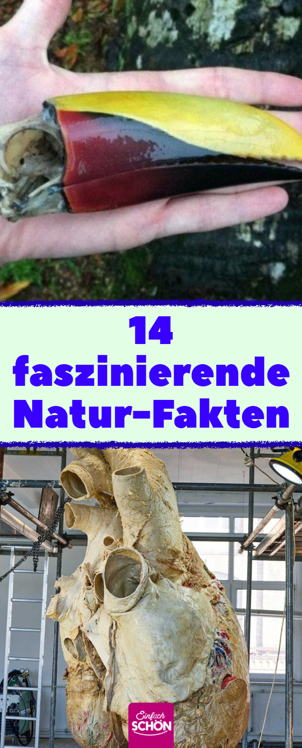 14 kuriose und unterhaltsame Fakten über Natur und Tiere