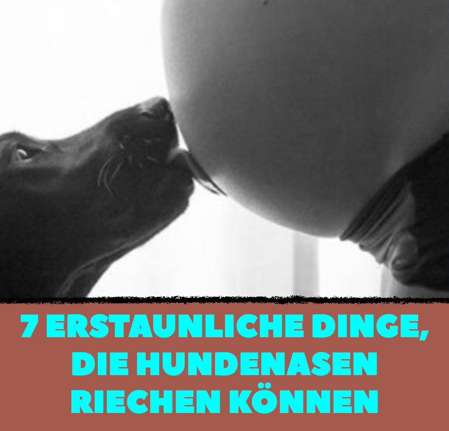 7 unerwartete Dinge, die Hunde riechen können