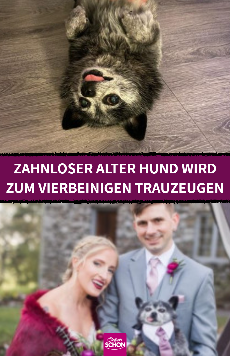 Hundefreund adoptiert zahnlosen Zwergspitz-Mops-Mischling