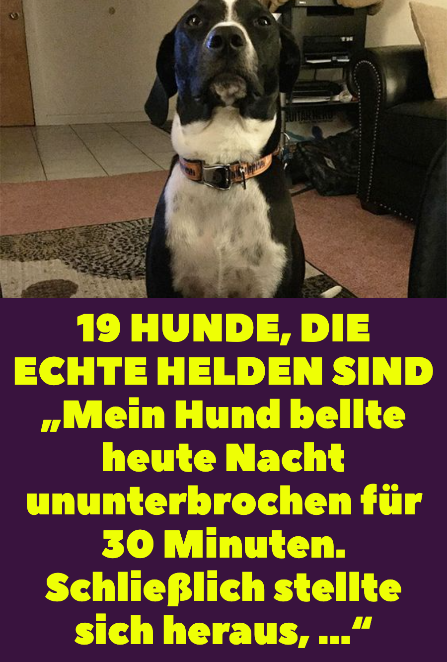 Tierbilder: 19 Bilder von Hunden, die echte Helden sind