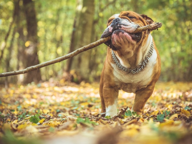 Eine Englische Bulldogge apportiert einen Stock in einem Wald.