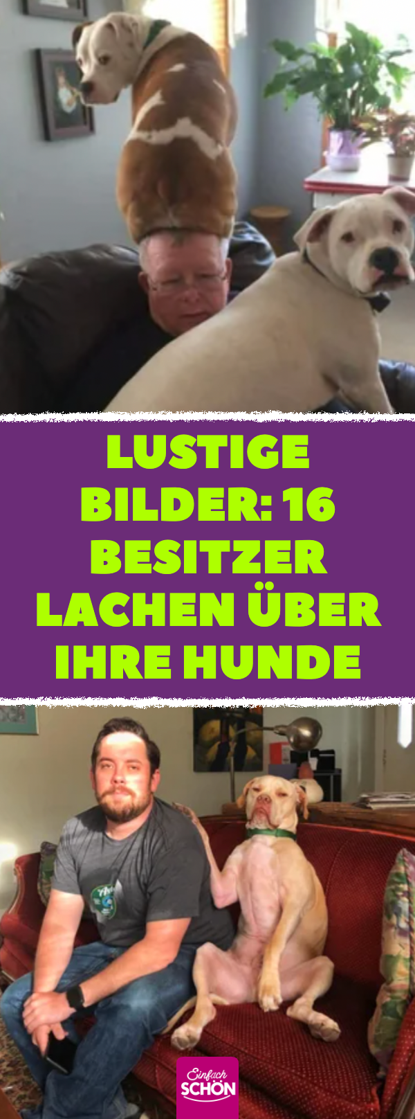 Lustige Hundebilder: 16 Besitzer lachen über ihre Hunde