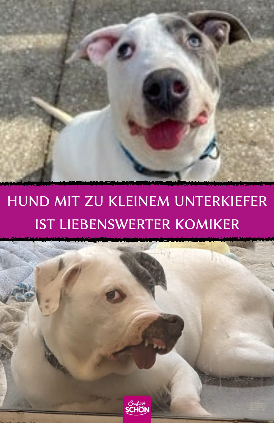 Hund mit verformten Gesicht verzaubert Tierfreunde