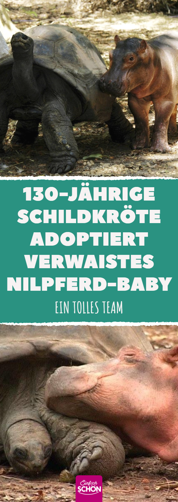 130-jährige Schildkröte adoptiert verwaistes Nilpferd-Baby