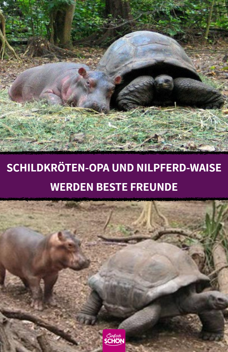 130-jährige Schildkröte adoptiert verwaistes Nilpferd-Baby