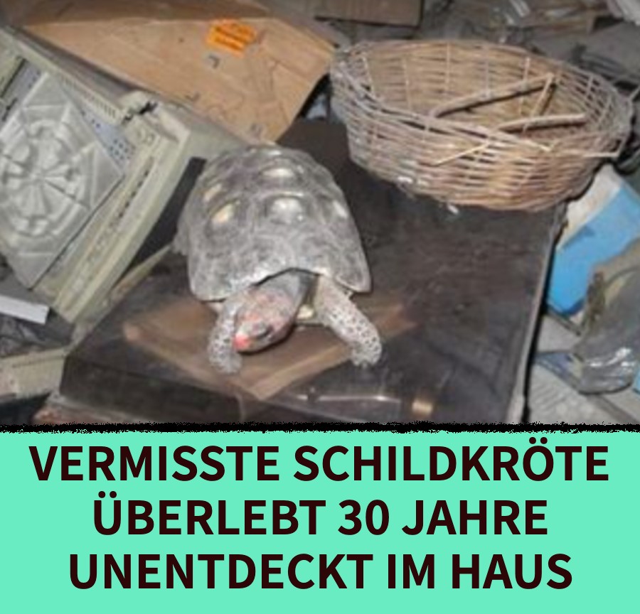 30 Jahre vermisstes Tier lebendig auf Dachboden gefunden