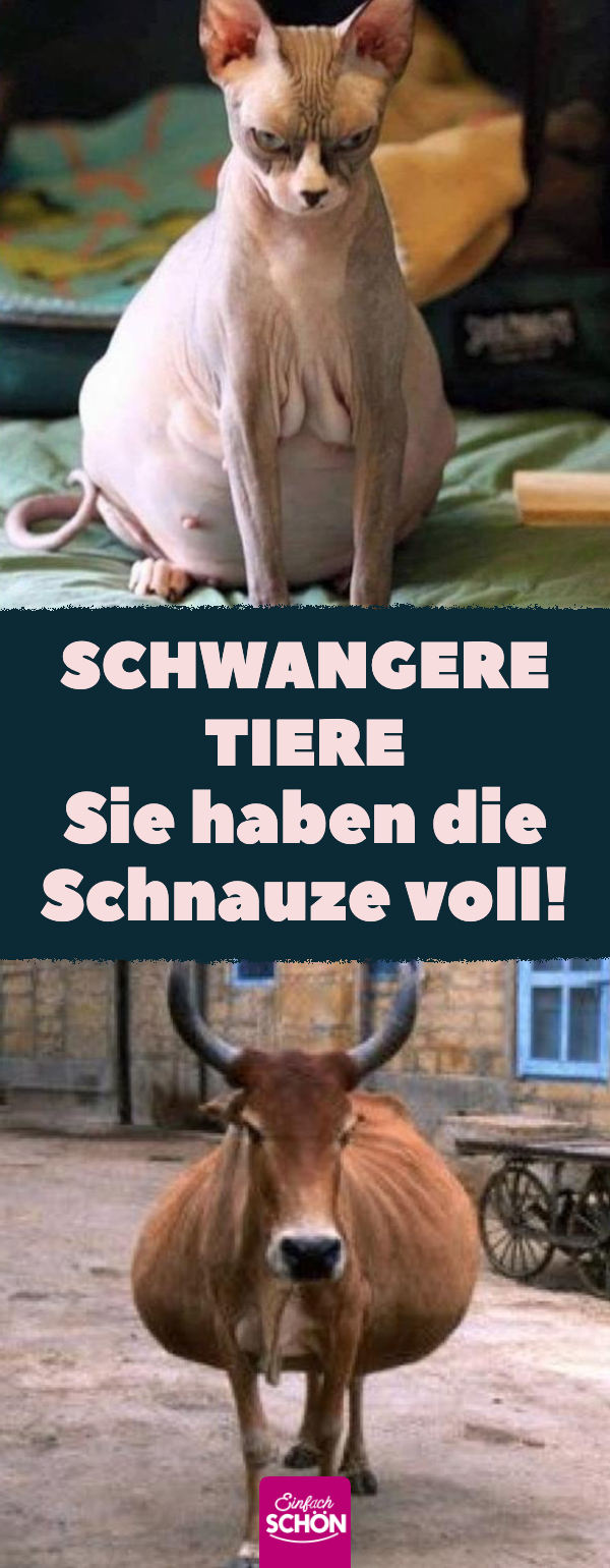 Lustige und süße Bilder von schwangeren Tieren