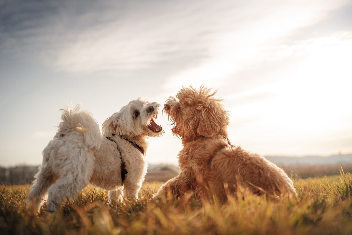 Zwei Hunde spielen auf einer Wiese.