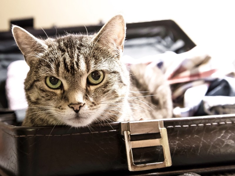 Eine gestreifte Katze liegt in einem geöffneten Koffer.